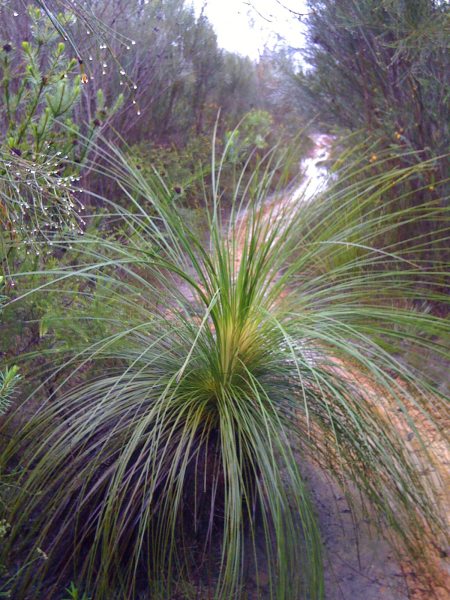 Bush-walking in the rain Bush-walking in the rain