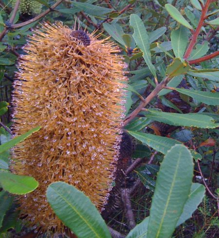 Bush-walking in the rain Bush-walking in the rain