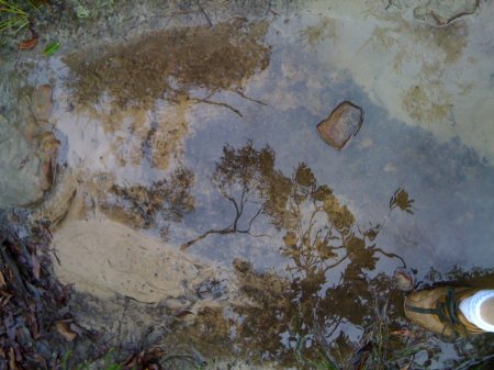 Bush-walking in the rain Bush-walking in the rain