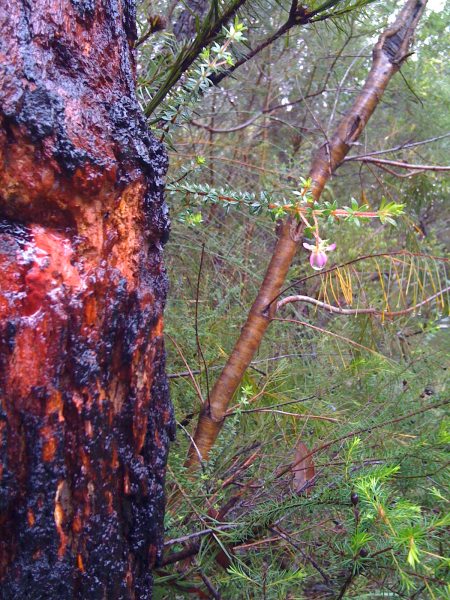 Bush-walking in the rain Bush-walking in the rain