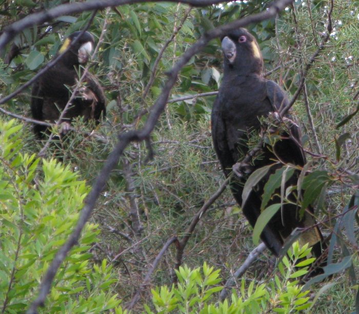 The black cockatoos are in town The black cockatoos are in town
