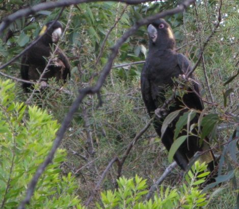 The black cockatoos are in town