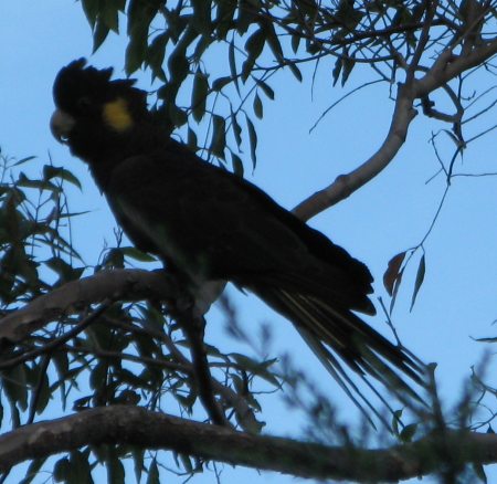 The black cockatoos are in town