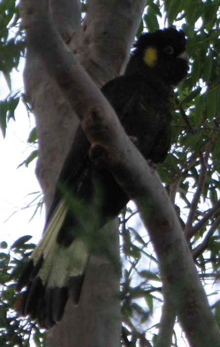 The black cockatoos are in town The black cockatoos are in town