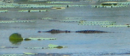 Jumping crocodiles near Darwin Jumping crocodiles near Darwin