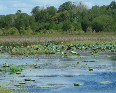 Jumping crocodiles near Darwin Jumping crocodiles near Darwin