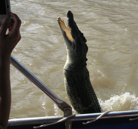 Jumping crocodiles near Darwin Jumping crocodiles near Darwin