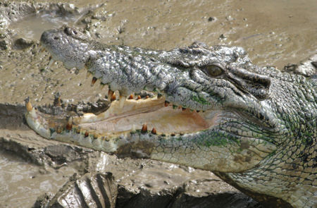 Jumping crocodiles near Darwin Jumping crocodiles near Darwin