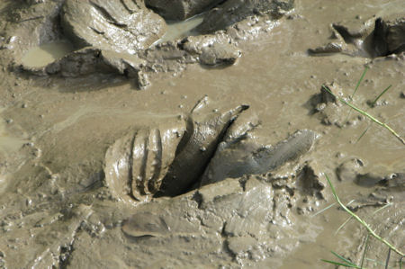 Jumping crocodiles near Darwin Jumping crocodiles near Darwin