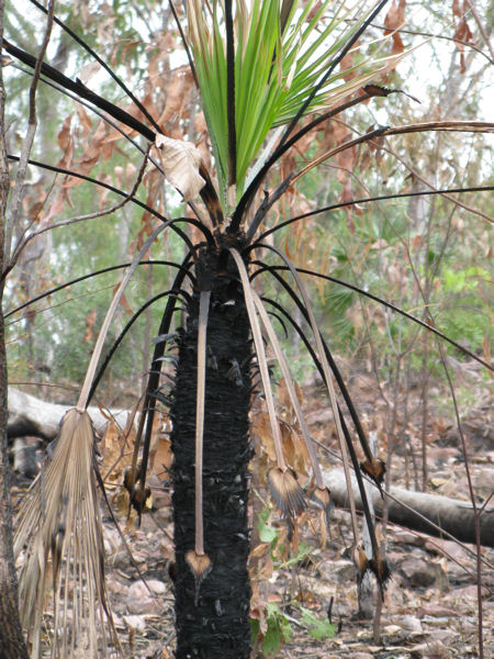 Litchfield National Park in the Northern Territory Litchfield National Park in the Northern Territory