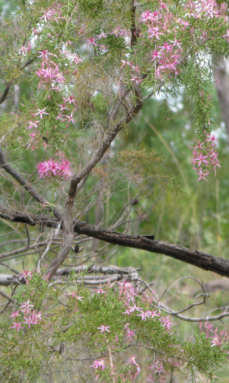 Litchfield National Park in the Northern Territory Litchfield National Park in the Northern Territory