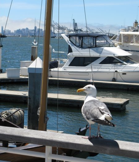 San Francisco, Berkeley and Oakland San Francisco, Berkeley and Oakland