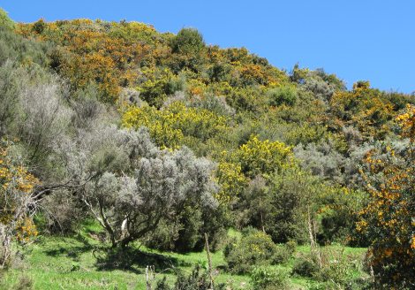 New Zealand's North Island