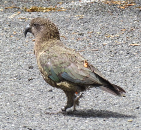 The Chasm and a couple of Kea parrots in New Zealand The Chasm and a couple of Kea parrots in New Zealand