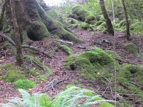 The glow worms of Te Anau