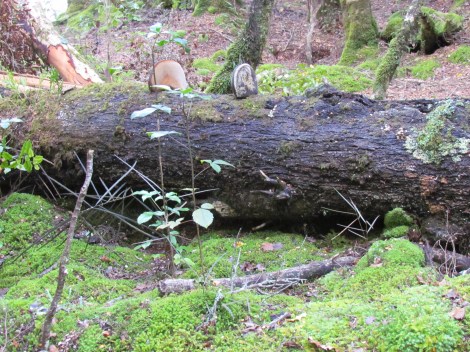The glow worms of Te Anau