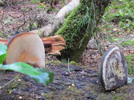 The glow worms of Te Anau