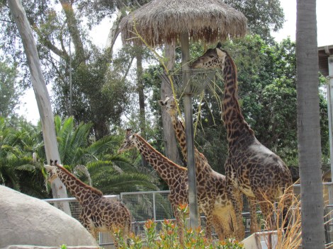 San Diego, California Giraffes at the zoo