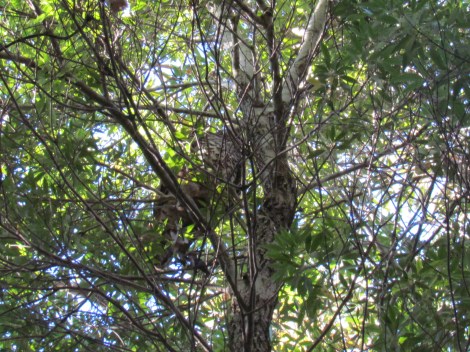 Powerful Owl in Sydney