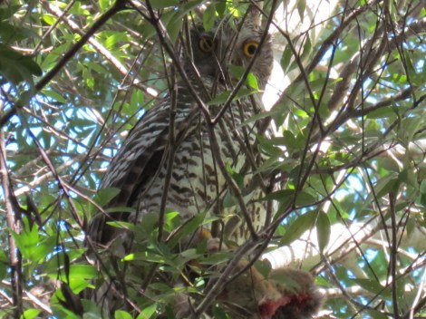Powerful Owl in Sydney