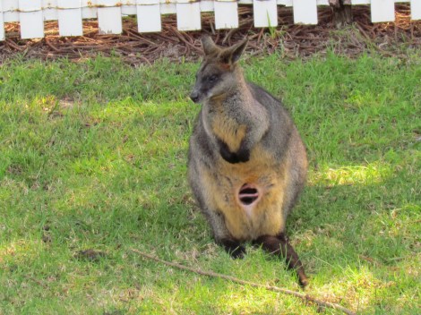 The Basin, Palm Beach, NSW Australia A wallaby with a joey in her pouch