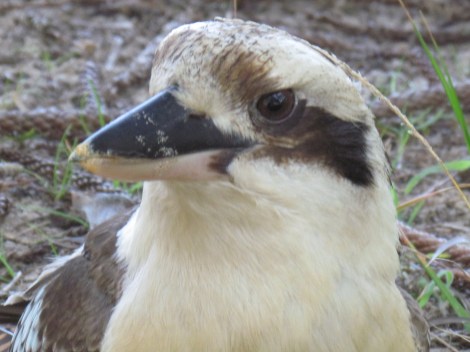 The Basin, Palm Beach, NSW Australia Kookaburra close up