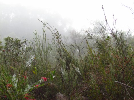 Sparkling cobwebs in Sydney, Australia Webs in the mist