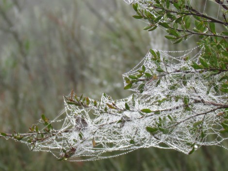 Sparkling cobwebs in Sydney, Australia Sparkling cobweb