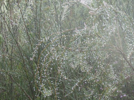 Sparkling cobwebs in Sydney, Australia Mist droplets