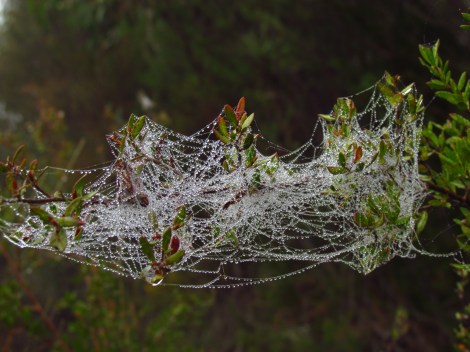 Sparkling cobwebs in Sydney, Australia And another