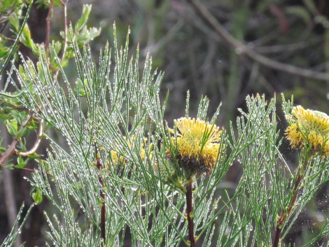 Sparkling cobwebs in Sydney, Australia Droplets and big yellow flowers