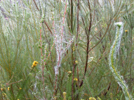 Sparkling cobwebs in Sydney, Australia Cobwebs on curvy stems