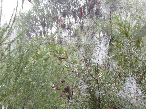 Sparkling cobwebs in Sydney, Australia Sparkling cobwebs