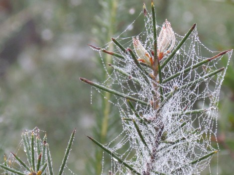 Sparkling cobwebs in Sydney, Australia More sparkly webs