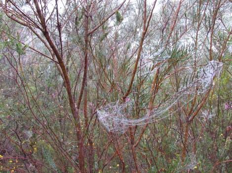 Sparkling cobwebs in Sydney, Australia Webs draped across the trees