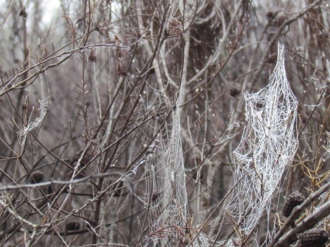 Sparkling cobwebs in Sydney, Australia Closer view of webs on dead thicket