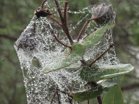 Sparkling cobwebs in Sydney, Australia Sparkly droplets and webs
