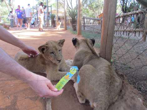 Lions and a giraffe outside Johannesburg, South Africa