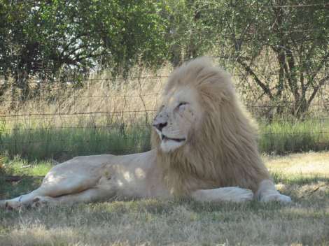 Lions and a giraffe outside Johannesburg, South Africa