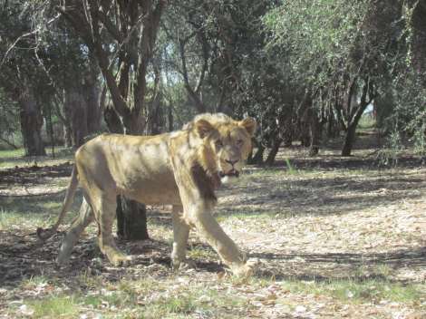 Lions and a giraffe outside Johannesburg, South Africa