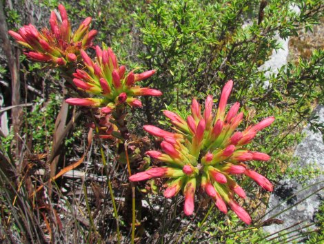 Table Mountain - what's it like on top?