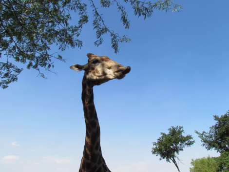 Lions and a giraffe outside Johannesburg, South Africa