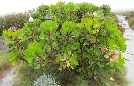 Table Mountain - what's it like on top?