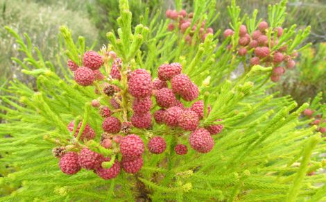 Table Mountain - what's it like on top?