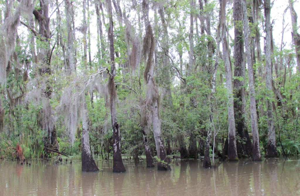 Honey Island swamp tour in New Orleans