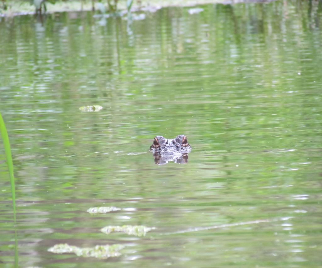 Honey Island swamp tour in New Orleans