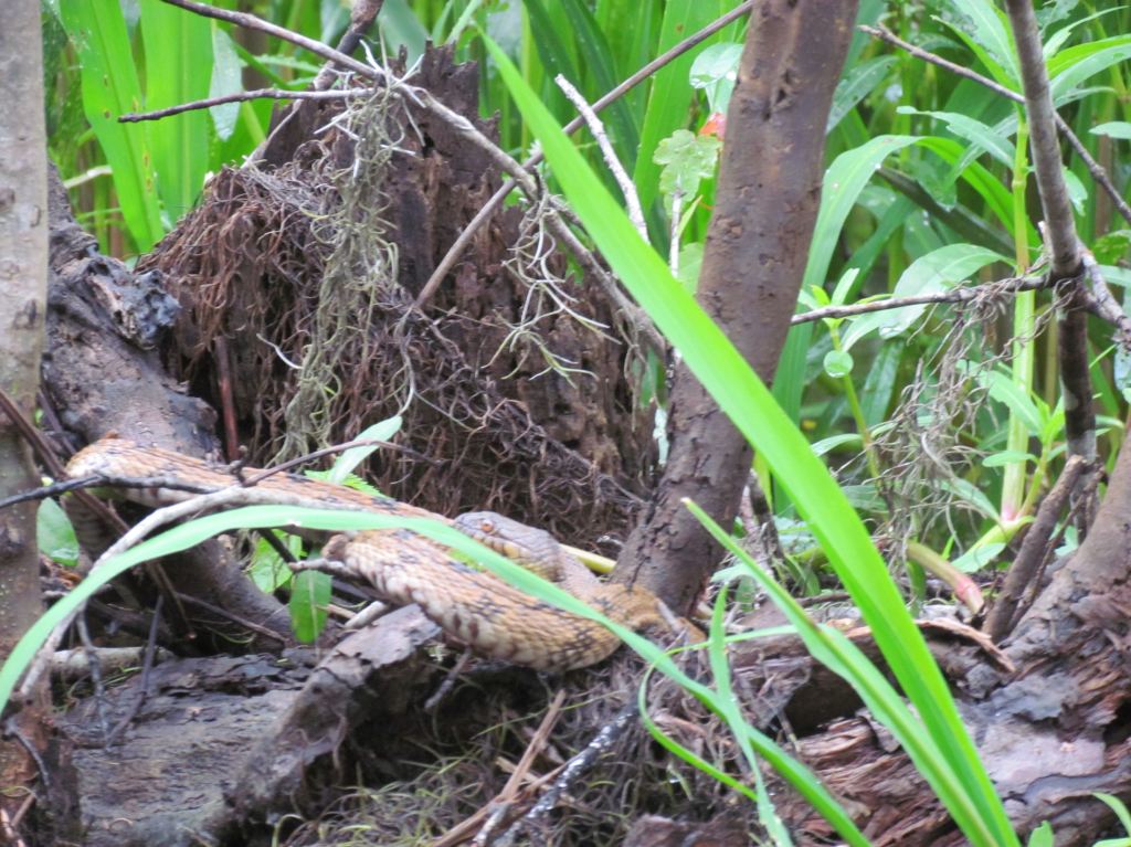 Honey Island swamp tour in New Orleans