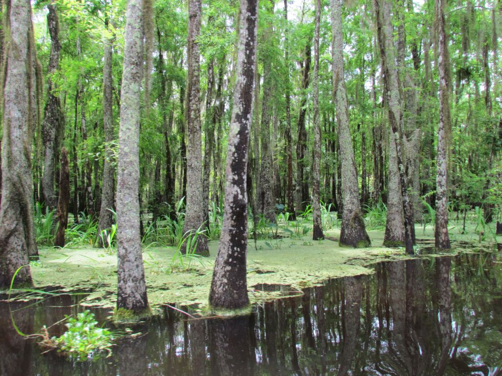 Honey Island swamp tour in New Orleans
