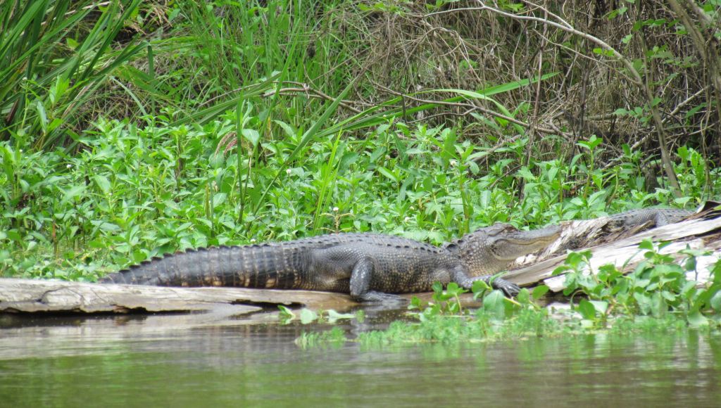 Honey Island swamp tour in New Orleans