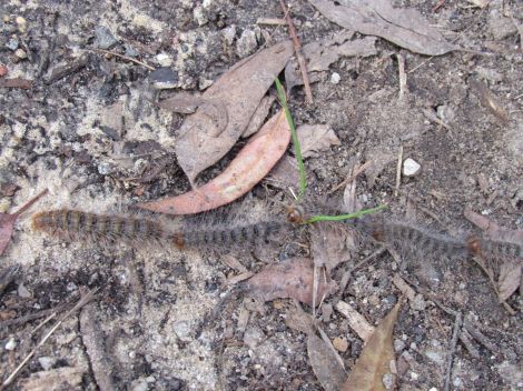 Caterpillars-in-Line-ManlyDam-20April2014 012_reduced